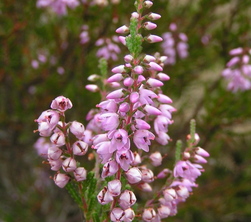 Переживуть холоди на балконі: 7 морозостійких рослин